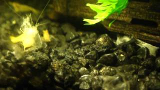 Complete molting process of Yellow Shrimp female [upl. by Palma470]