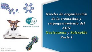 🟢 Organización de la cromatina y empaquetamiento del ADN nucleosoma y solenoide  PARTE 1️⃣🧬 [upl. by Najib621]