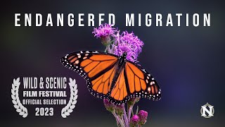 Endangered Migration A Monarch Butterfly Story [upl. by Johathan]