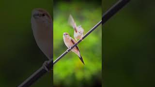 Silverbill birdslover birdwiew birdslover birdwatching nature birdingworld meerut [upl. by Baggott]