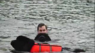 Newfoundland Water Dogs Rescue amp Retrieve [upl. by Coveney776]