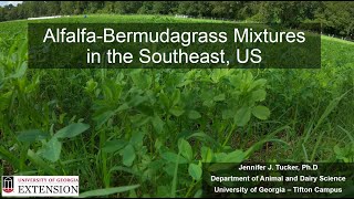 Alfalfa Bermudgrass Mixtures for Southeastern Hayfields and Pastures [upl. by Lusa61]