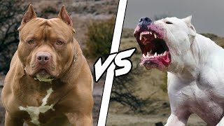 PITBULL VS DOGO ARGENTINO  WHO IS MOST DANGEROUS  HINDI  DOGS BIOGRAPHY [upl. by Ellecram]