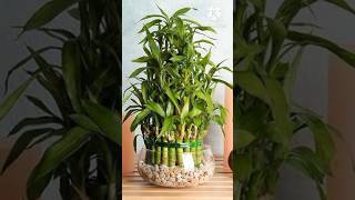 Beautiful Air Purifier Plants Grow In Water youtubeshorts indoorplants gardenplants summer [upl. by Short]