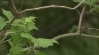 Tufted Titmouse [upl. by Pinebrook]