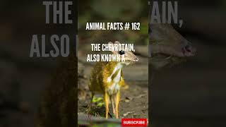 Chevrotain or MouseDeer Facts in Under 1 Minute  BiteSized Wildlife Knowledge 🦌🌿 [upl. by Sitra592]