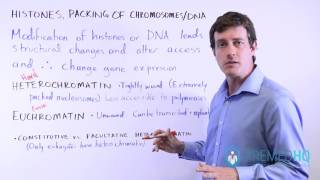 Euchromatin and Heterochromatin Constitutive vs Facultative  Chromatin Regulation [upl. by Syverson]