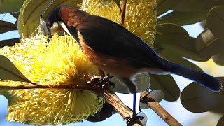 Very Pretty Eastern Spinebill Call  Honeyeater  Australian Hummingbird [upl. by Maryanne]