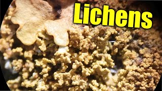 Lichens amp Ecological Succession [upl. by Madox]