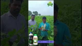 Power full amp High results with ozo PowerplusHiResult in cotton crop [upl. by Oinesra]