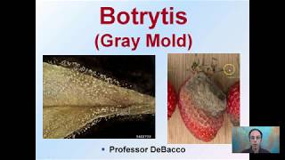 Botrytis Gray Mold [upl. by Secnarfyram416]