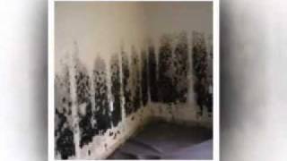 Mildew vs Mold How to Identify [upl. by Lauren]