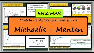 ENZIMAS Modelo Cinético de Michaelis  Menten Repaso Vmax Km Biología 2 Bachillerato [upl. by Aydan867]