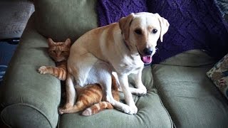 LABRADORS ARE AWESOME ★ Funny Labradors COMPILATION Funny Pets [upl. by Alyks158]