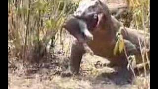 Komodo Dragon Swallows Pig [upl. by Ettener]