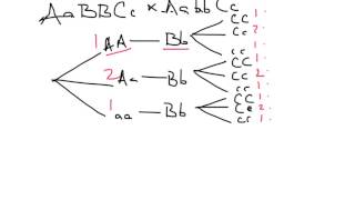 Using branch diagrams [upl. by Olympia204]