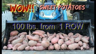 Sweet Potato Harvest WOW Just the First Row [upl. by Ordnas]