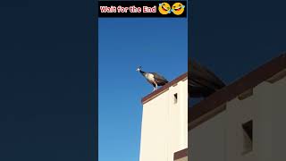 Peahen flying from a building Peacock shorts [upl. by Danuloff]