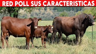 🔴 Red Poll CARACTERÍSTICAS ✅ Ganadería Vacuna [upl. by Virginie226]