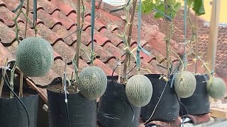 How to Hydroponic farming melons at home using a drip irrigation system [upl. by Eiznil]