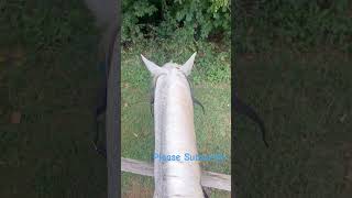 Horse Cam Saddling Up horsebackriding horsemanship equestrian sports horsesafety arabian [upl. by Aisylla184]