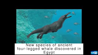 New species of ancient fourlegged whale discovered in Egypt [upl. by Asecnarf771]