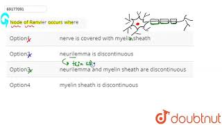 Node of Ranvier occurs where [upl. by Akeenahs]