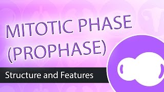 Steps of Mitosis Prophase [upl. by Atis]