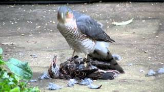 Sparrowhawk plucking live Starling pt2 [upl. by Nathanoj]