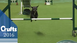 Agility  Crufts Team  Medium Final  Crufts 2016 [upl. by Yenohtna]