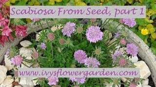 Scabiosa From Seed Part 1 [upl. by Emyaj]