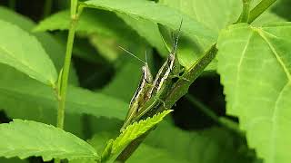 Grasshoppers selyan1980 [upl. by Jaquelin]