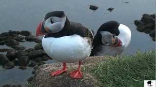 Up Close And Personal With Icelandic Puffins [upl. by Bundy863]