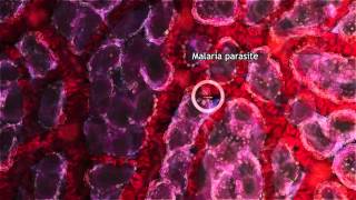 Malaria Lifecycle Part 1 Human Host 2016 [upl. by Ennaus]