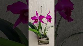 Cattleya ou Laelia Purpurata Sanguínea 🥰 floracãolinda cattleyapurpurata cultivodeorquideas [upl. by Ransom]