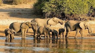 African Music Instrumental  The Watering Hole [upl. by Randee119]