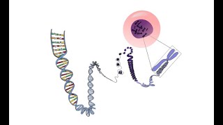 SEQUENZIAMENTO DI DNA DI SANGER [upl. by Arne]