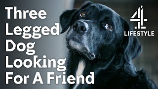 Depressed Dog finds Happiness after an Accident  The Dog House  Channel 4 [upl. by Sandra]