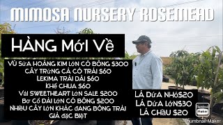 Mimosa Nursery Rosemead Có Nhiều Hàng Mới Về Giá Đặc Biệt tt631 [upl. by Eizzil84]