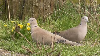 Eurasian Collared Dove [upl. by Atteras]