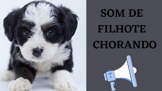 SOM DE FILHOTE CHORANDO [upl. by Ayaros]