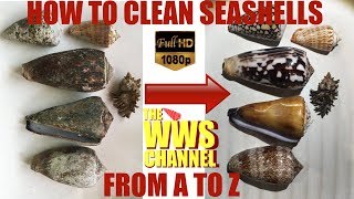 How to clean your shells  Everything to know about cleaning shells  Shell Collection [upl. by Boor]