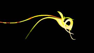 Ghost orchid stages timelapse [upl. by Beaulieu]