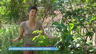 Conheça os benefícios do “telhado verde” [upl. by Dario]