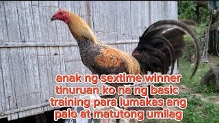 tinuruan ko ng basic training ang aking manok panabong para lumakas ang Palo at matutong umilag [upl. by Arrek]