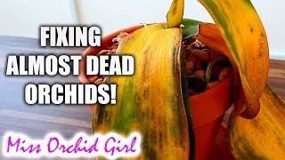 10 ways to almost destroy Orchids amp how to fix them [upl. by Kragh791]