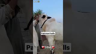 dilbar big fethjangi beauty of z and f cattle farm 2025 [upl. by Lotsirk331]