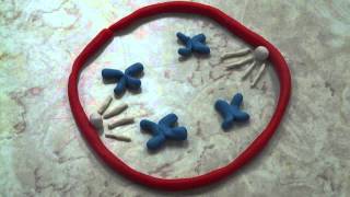 MsBetancourts Stop Motion Animation Projects of Mitosis Group 1 [upl. by Itak]