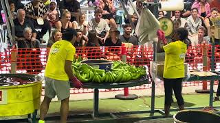 banana packing championship Innisfail show 2023 [upl. by Iyre776]