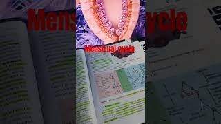 Menstrual cycle short video neet2025 [upl. by Aiza]